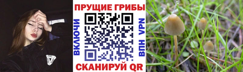 Галлюциногенные грибы Psilocybine cubensis Купить закладки Дмитриев